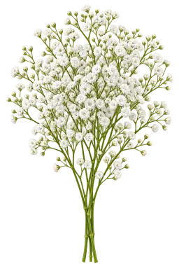White baby's breath