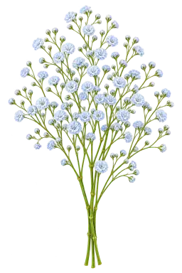 Sky blue baby's breath