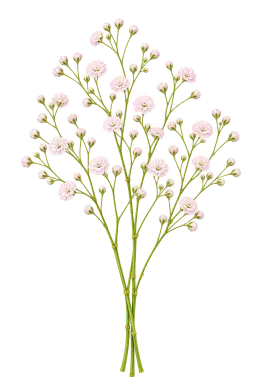 Blush pink baby's breath