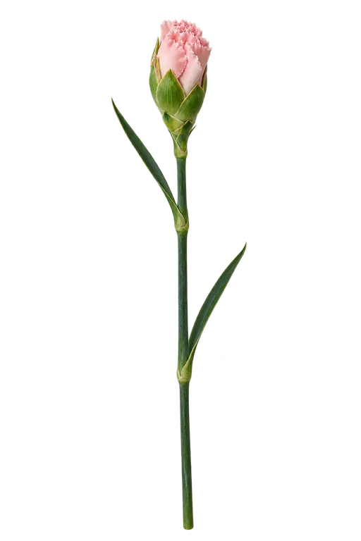 Carnation bud