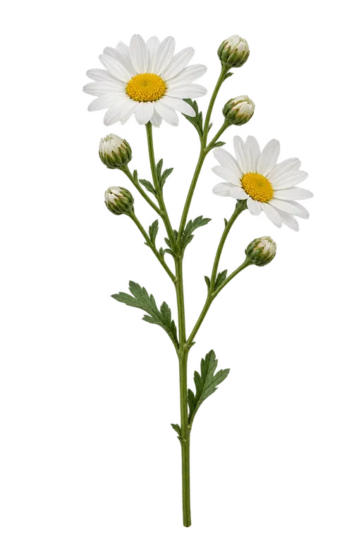 White daisy spray