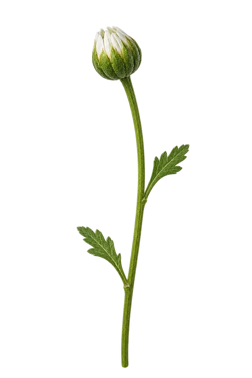 Daisy bud