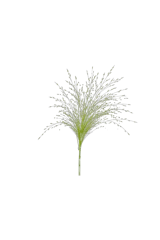 Fountain grass