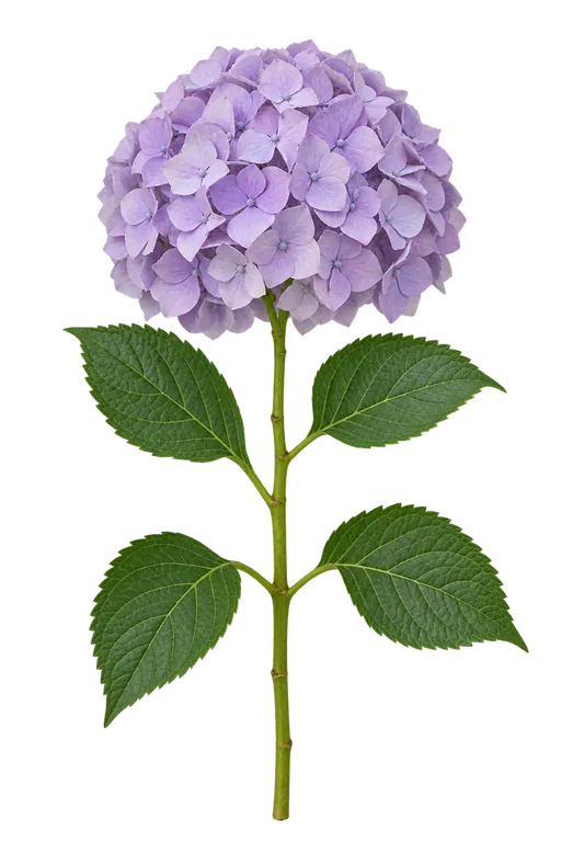 Soft lilac