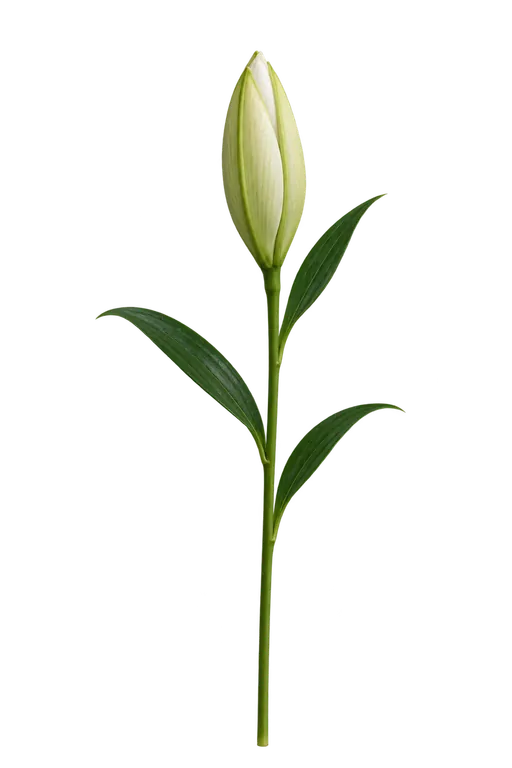 Lily bud