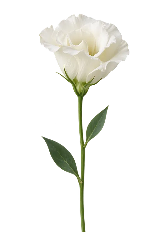 Lisianthus