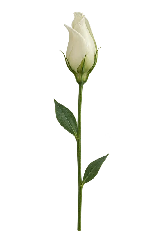 Lisianthus bud