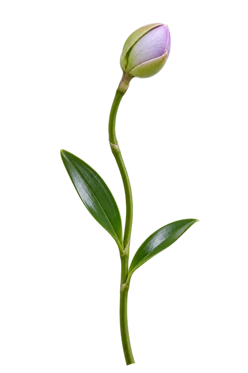 Orchid bud