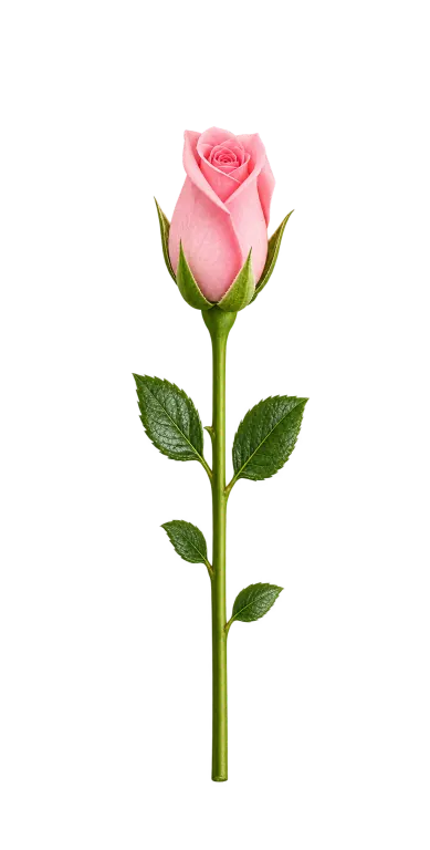Pink rosebud