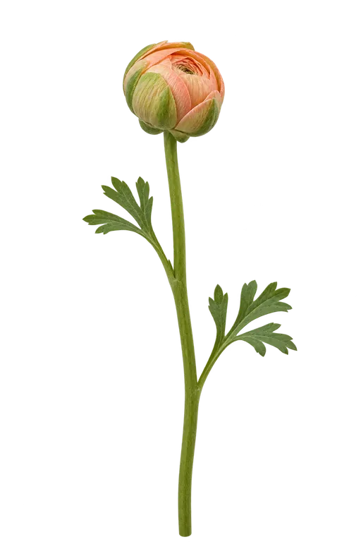 Ranunculus bud